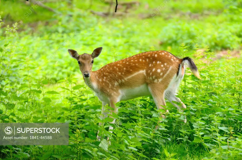 Fallow deer Cervus dama buck in forest