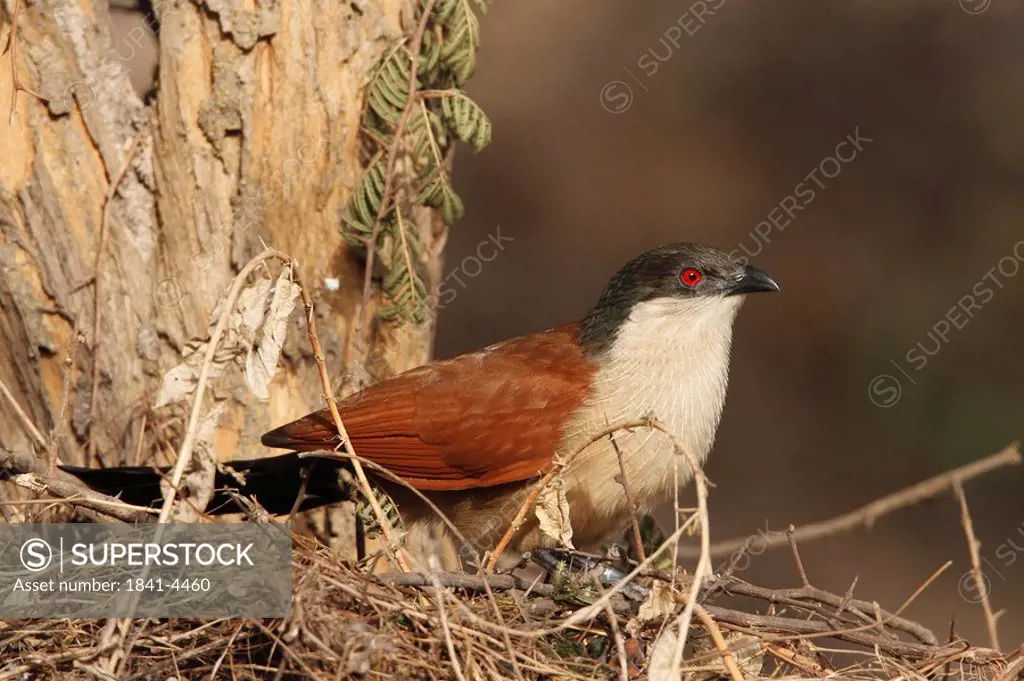 Senegal Coucal, Centropus senegalensis, sitting on a tree, Gambia, West Africa, Africa