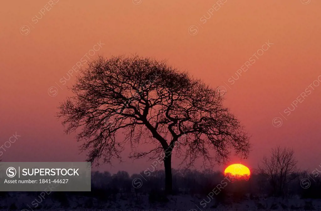 Silhouette of Pedunculate Oak Quercus robur tree in field at sunset, Schleswig_Holstein, Germany
