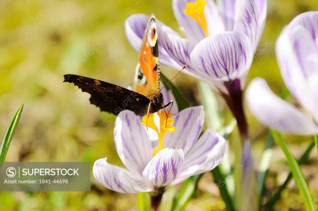 Close_up of peacock butterfly pollinating crocus flower in field, Franconia, Bavaria, Germany