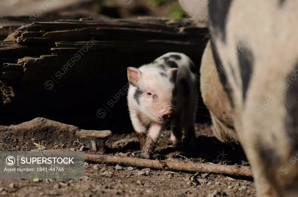 Young Pot_bellied pig Sus scrofa domestica with mother animal