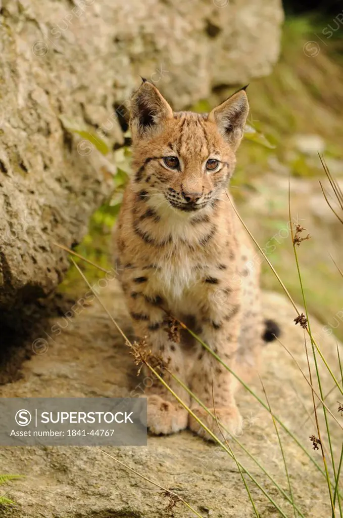 Young Lynx Lynx lynx sitting on rock, Bavarian Forest, Germany, front view