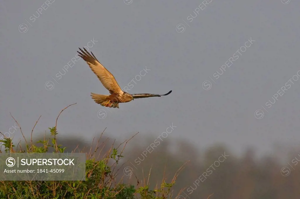 Western Marsh Harrier Circus aeruginosus raptor in flight