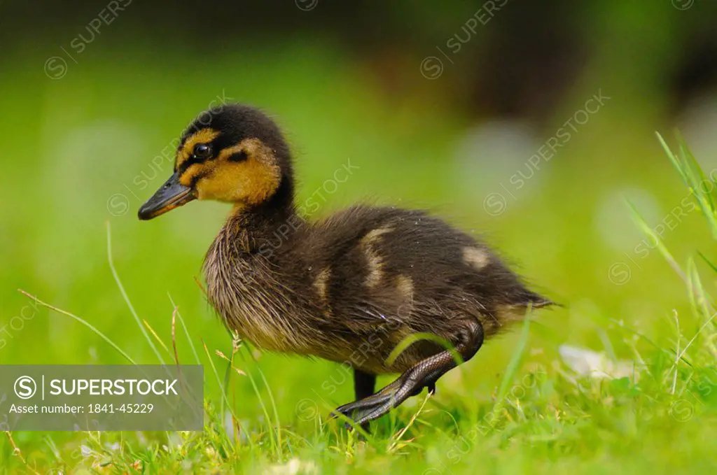 Mallard duck Anas platyrhynchos duckling in field
