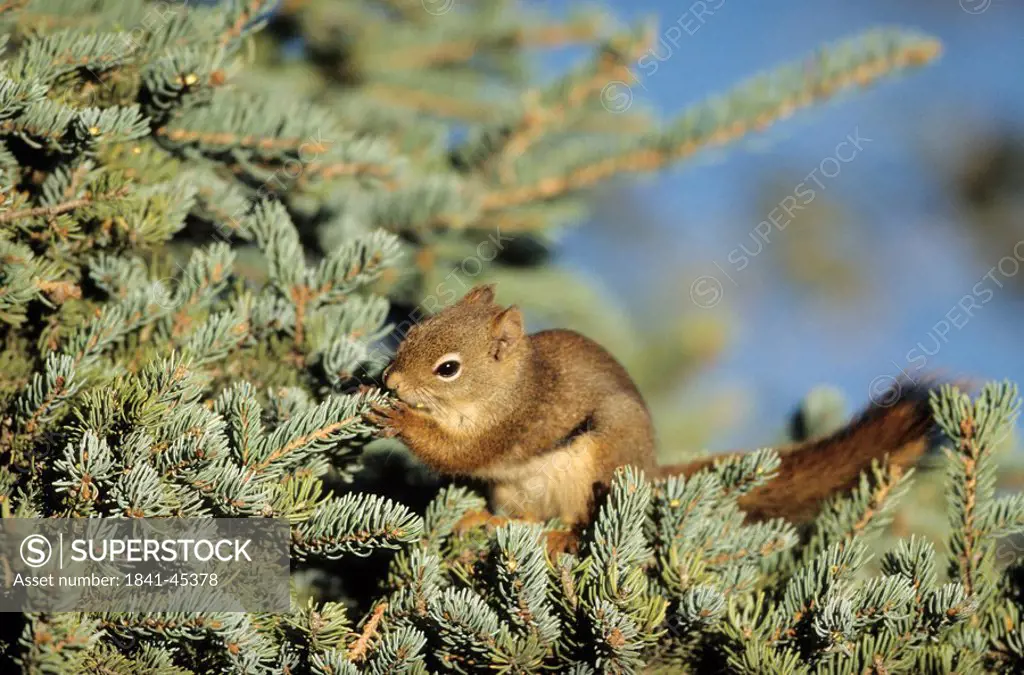 Red Squirrel Tamiasciurus hudsonicus sitting on a tree branch and eating, Katmai National Park, USA, close_up