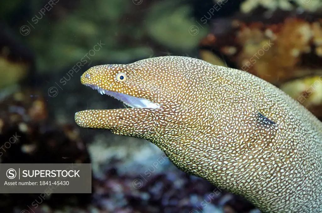 White_mout moray, side view, close_up