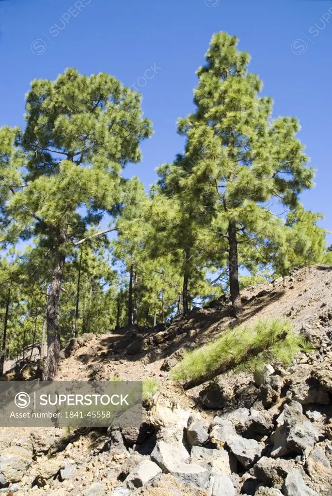 Rocks with trees in national park, El Teide National Park, Tenerife, Canary Islands, Spain