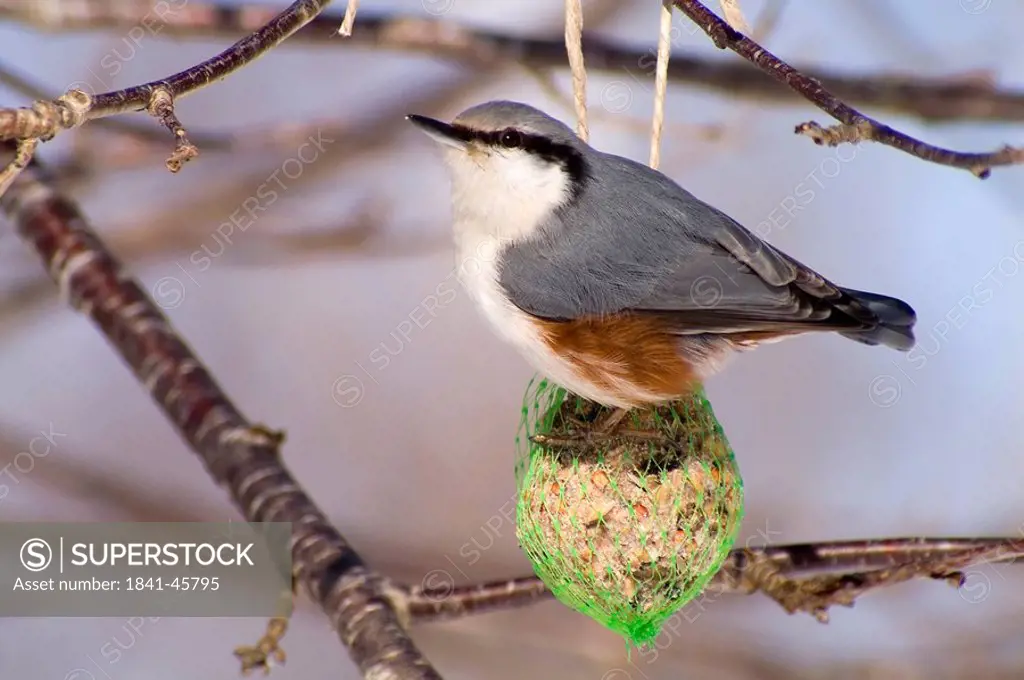 Close_up of Nuthatch bird perching on fat ball