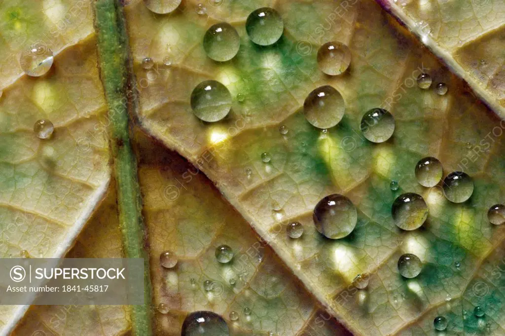 Close_up of waterdrops on leaf
