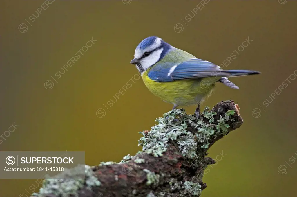 Close_up of Blue Tit Cyanistes caeruleus perching on branch