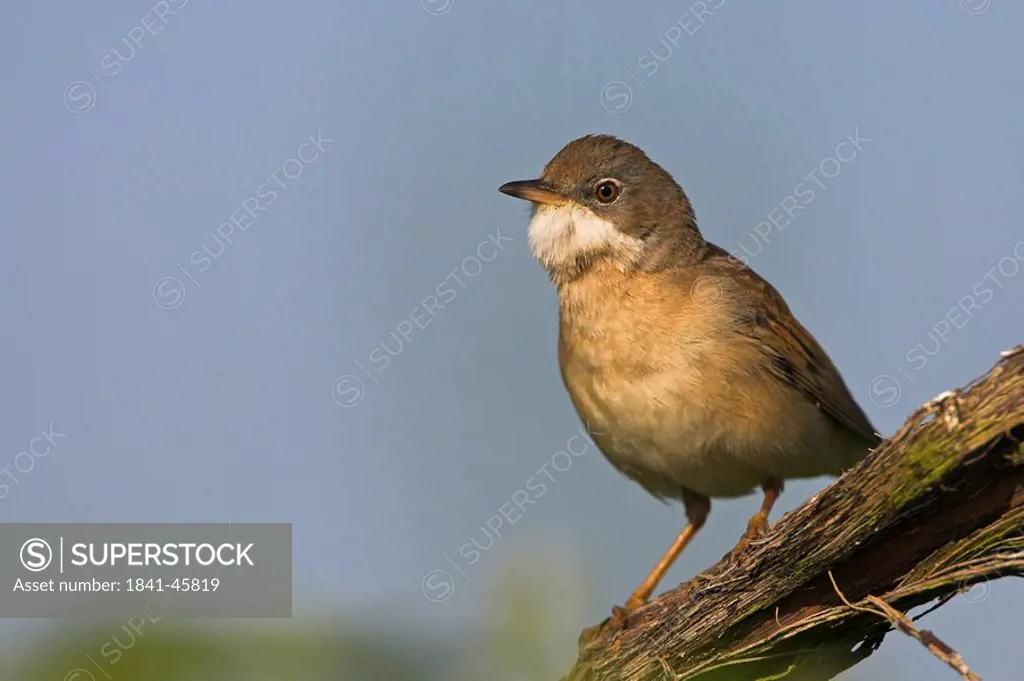 Close_up of Whitethroat Sylvia Communis perching on branch