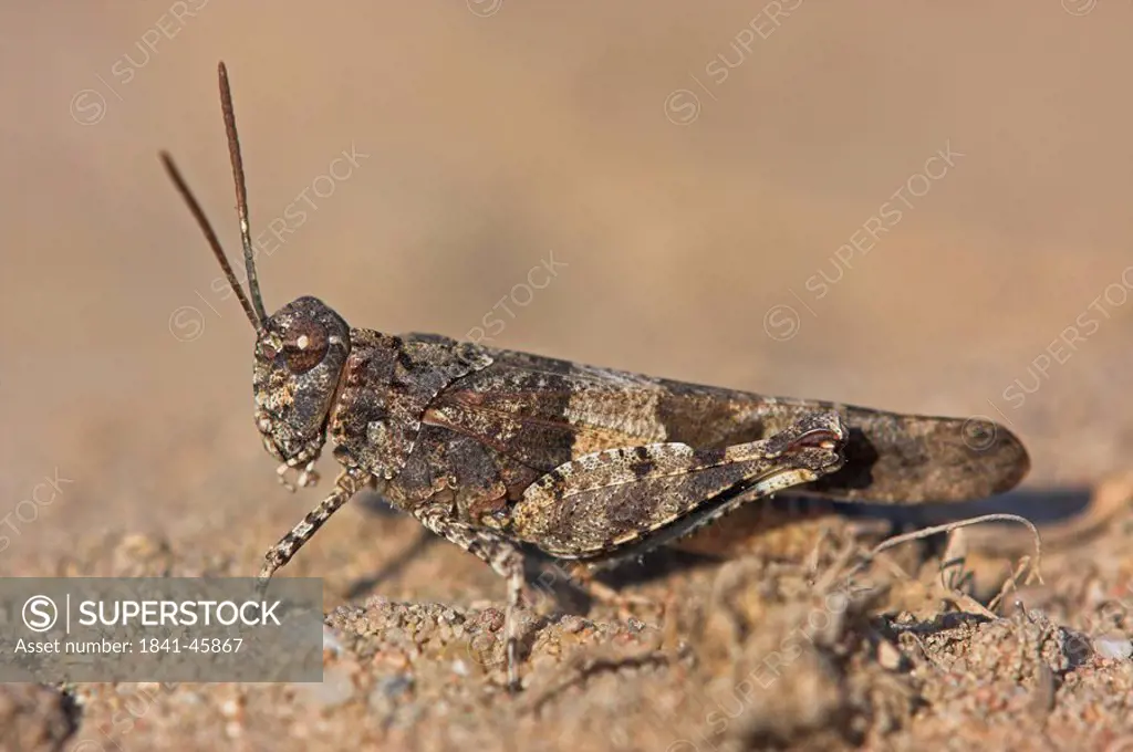 blue_winged grasshopper, Oedipoda caerulescen, close_up