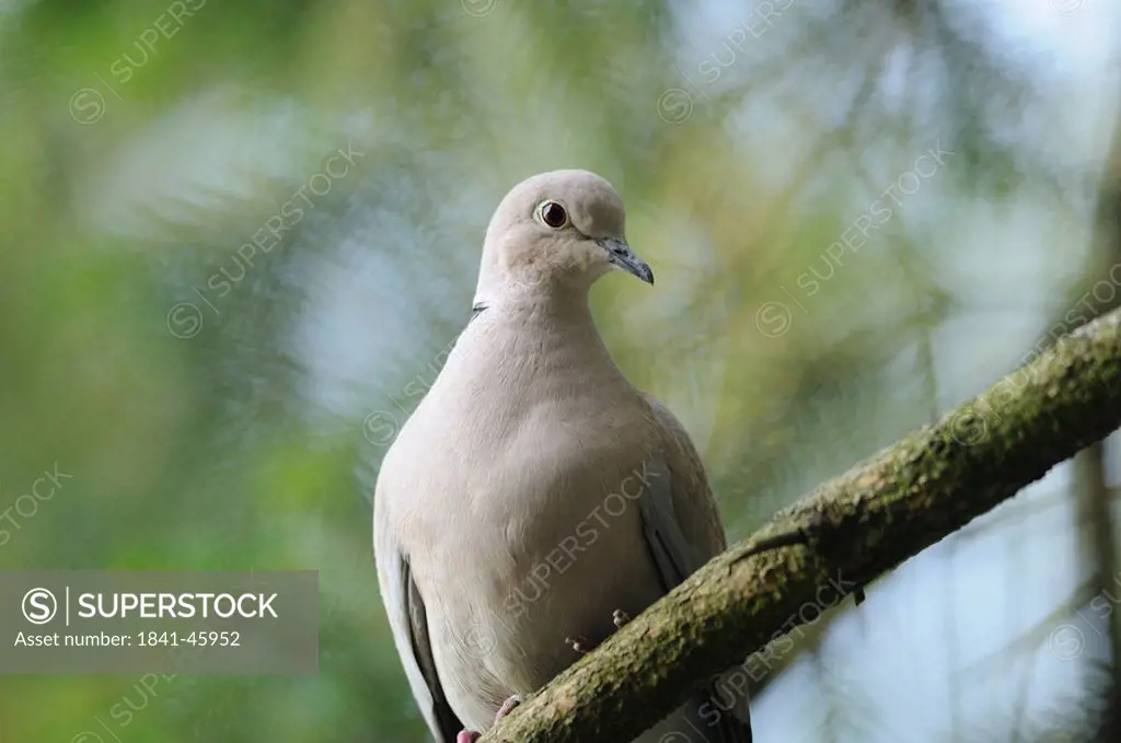 Dove, Streptopelia decaocto, low angle view