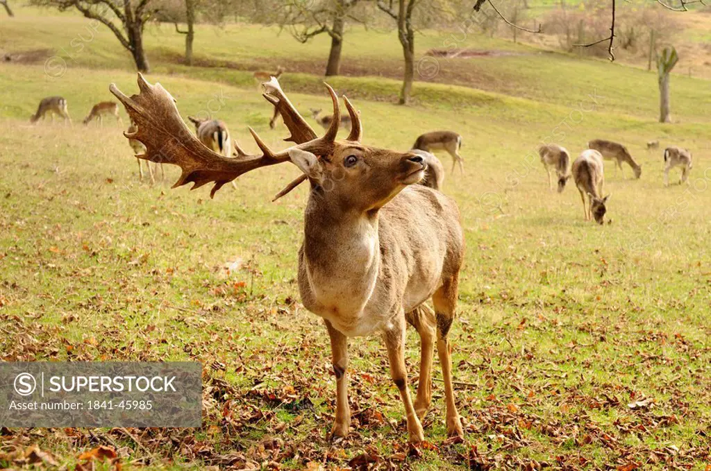 Fallow deer Dama dama, herd in the background