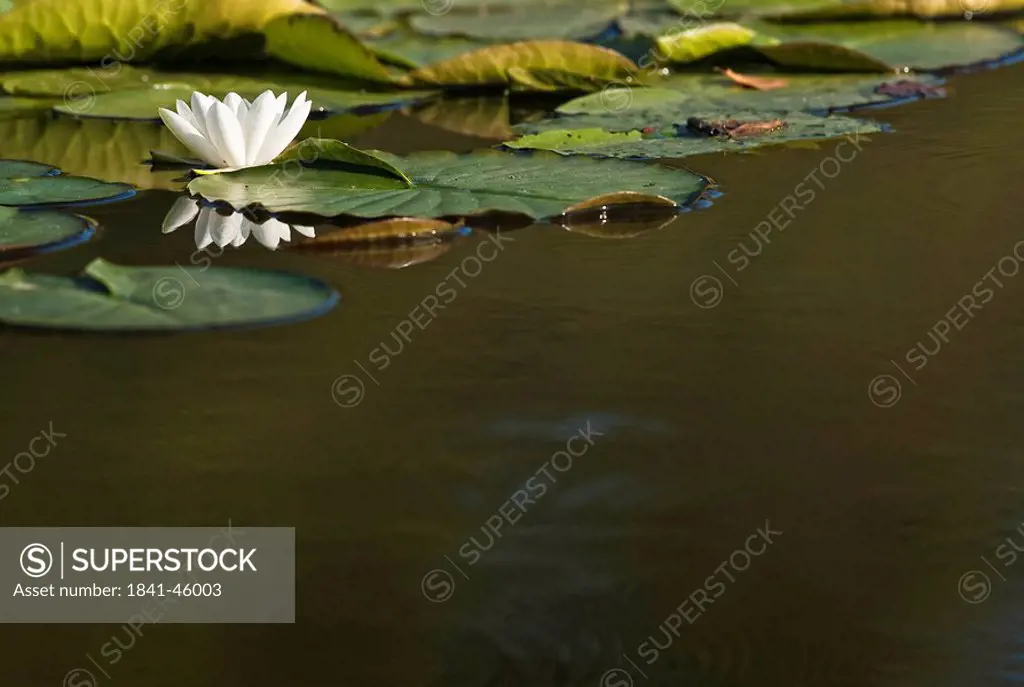 White water lily in lake, Schleswig_Holstein, Germany