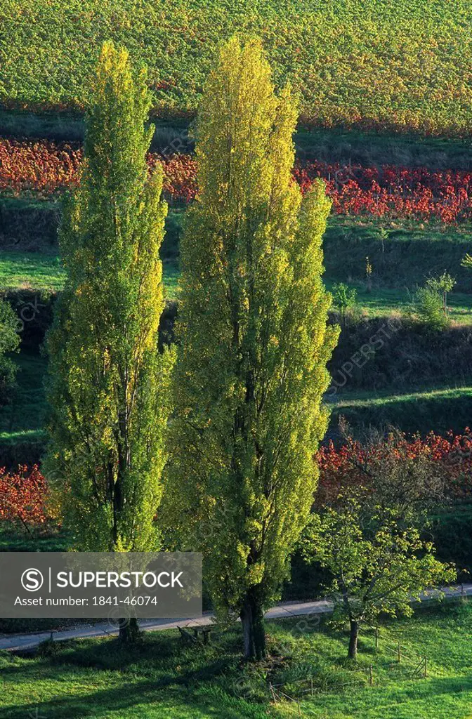 Poplar trees on rural landscape, Germany