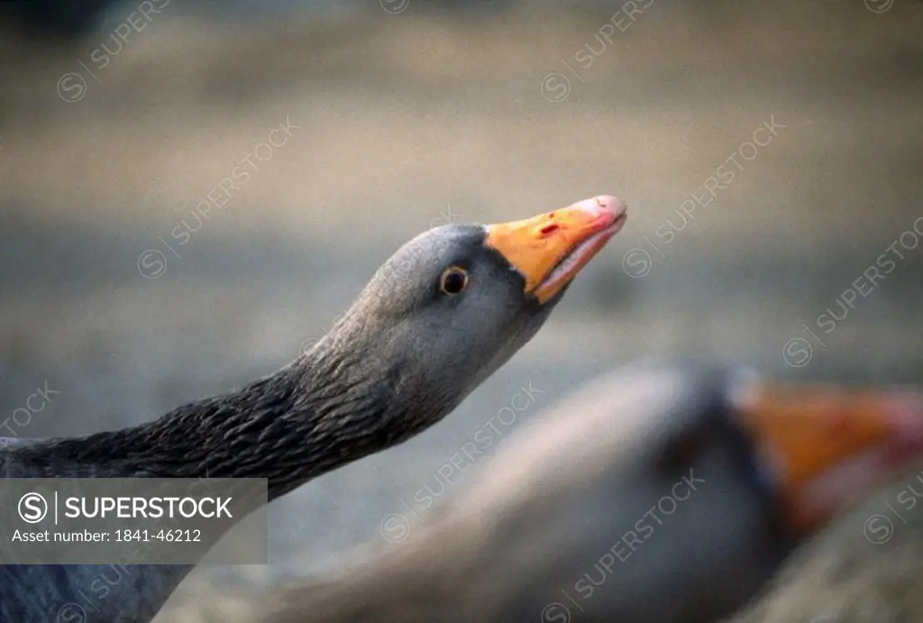 Close_up of goose