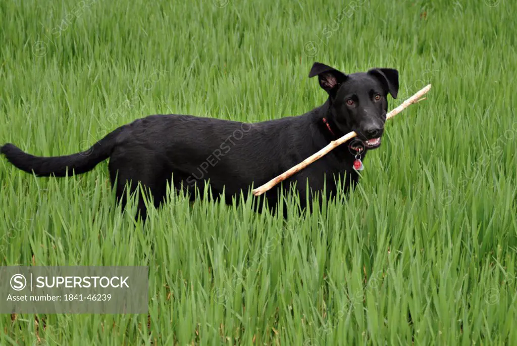 Dog in field fetching stick