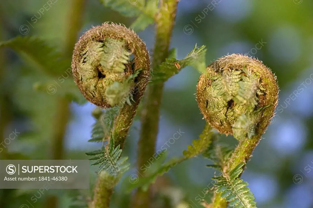 Close_up of sprout of lady fern