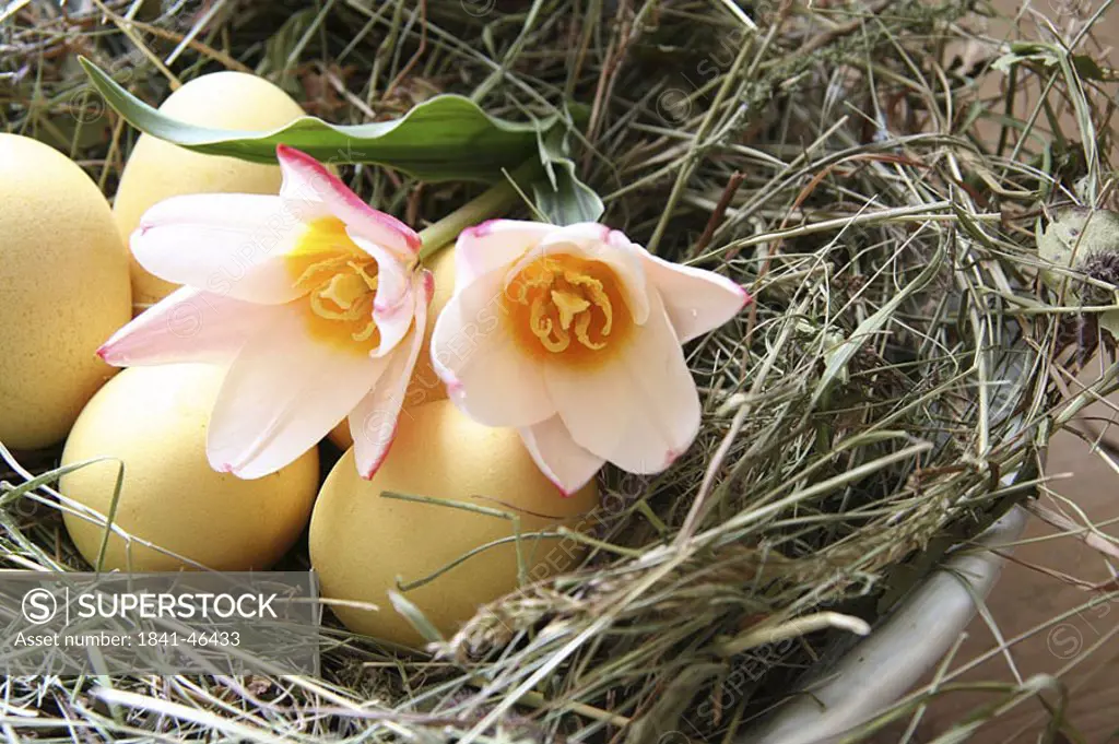Close_up of two tulip flowers and Easter eggs in nest