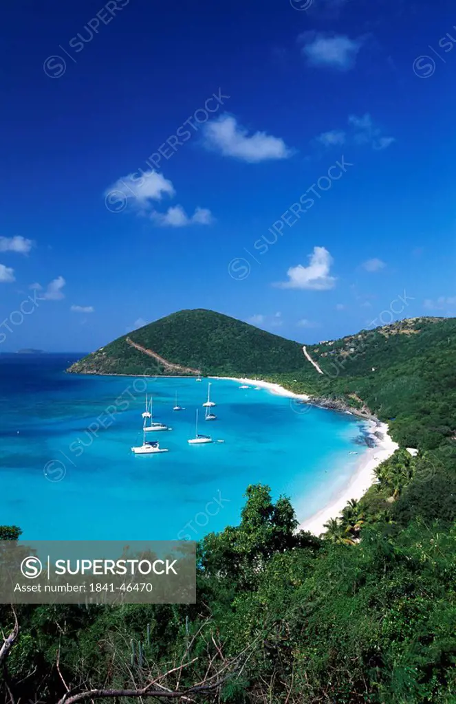 Trees on the beach, Jost Van Dyke, British Virgin Islands