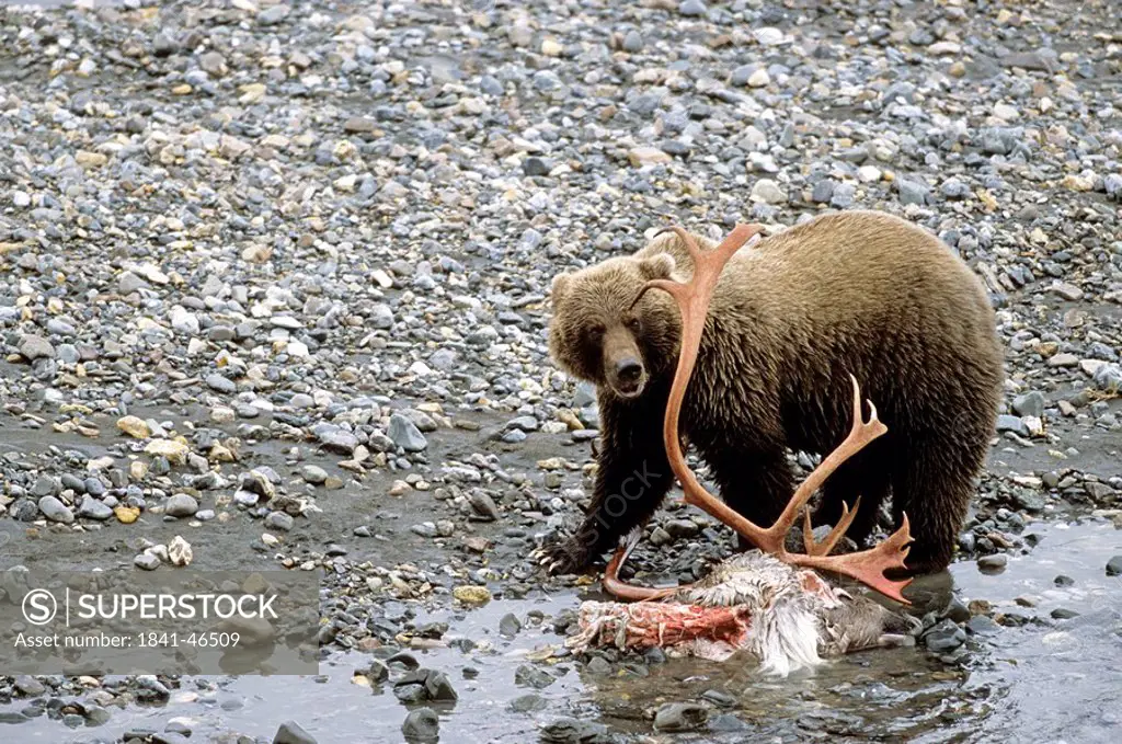 Grizzly bear Ursus arctos horribilis standing with prey at riverbank, Denali National Park, Alaska, USA