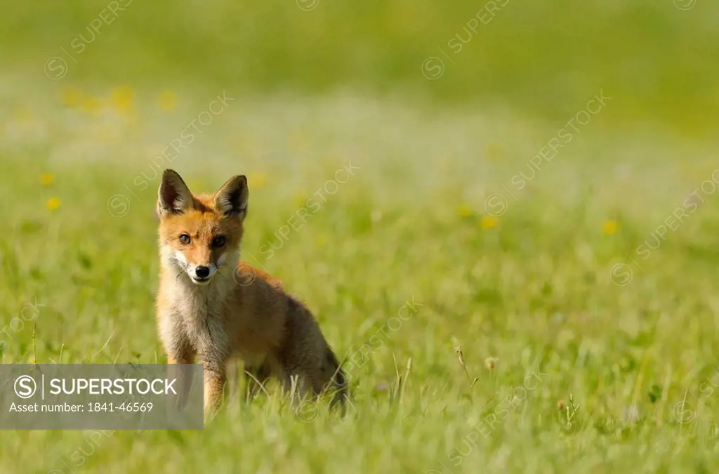 Red fox Vulpes vulpes sitting on a meadow