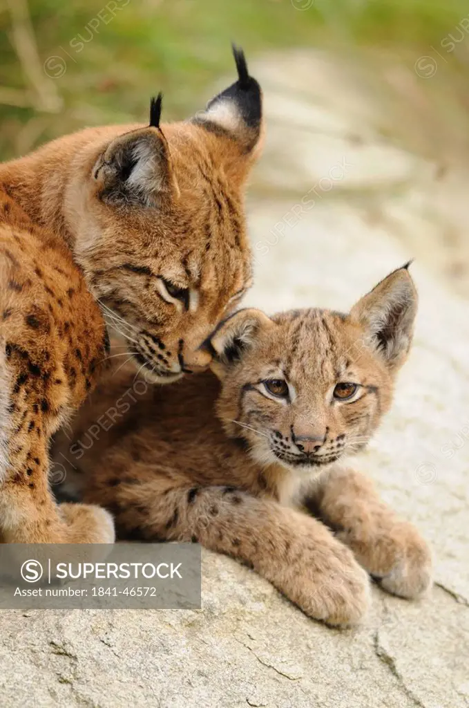 Lynx mother Lynx lynx caressing her young, Bavarian Forest, Germany
