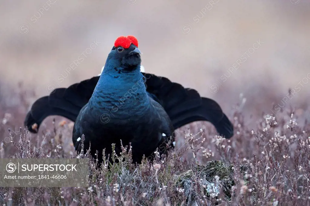 Black grouse Lyrurus tetrix courting on a meadow, Sollebrunn, Sweden, front view