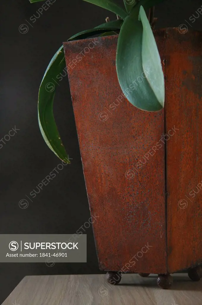 Close_up of potted plant