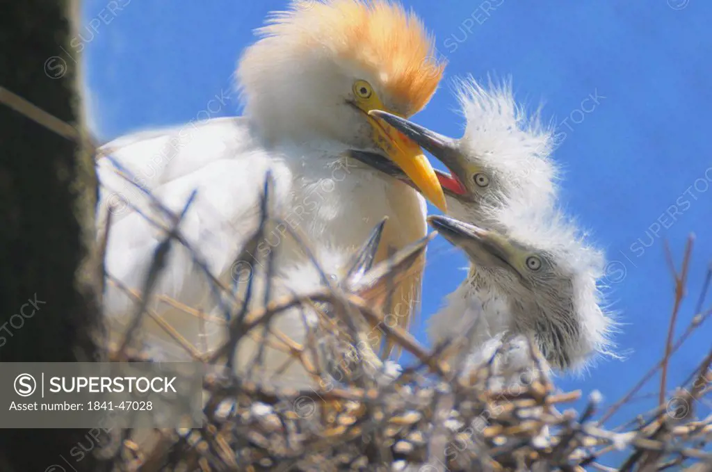 Close_up of Cattle egret Bubulcus ibis feeding to its chick