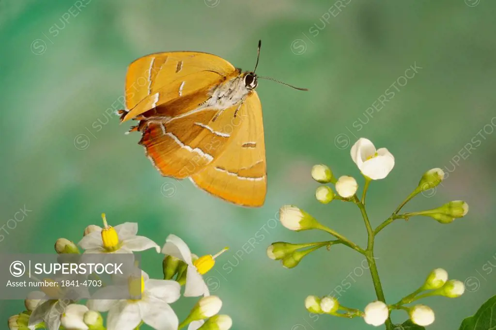 Close_up of Brown Hairstreak Thecla betulae butterfly hovering over flower