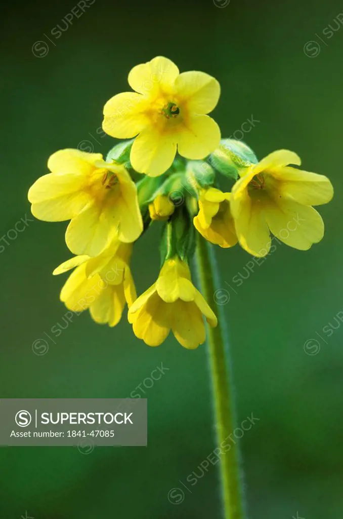 Close_up of blooming flowers of Oxlip Primula elatior, Schleswig_Holstein, Germany