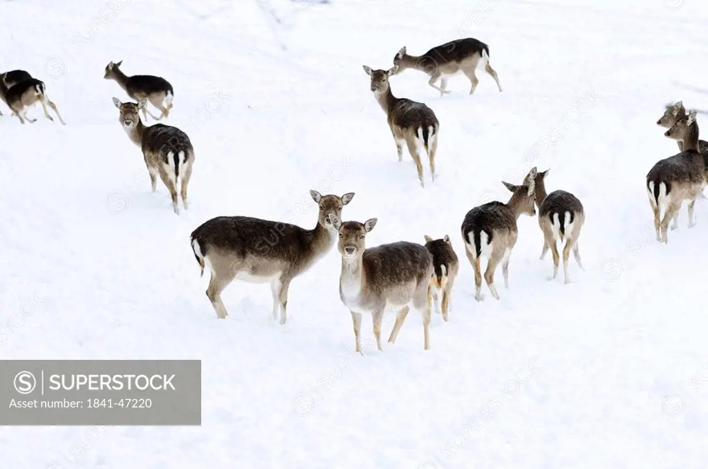 Fallow deers Ovis orientalis musimon in the snow, Bavaria, Germany