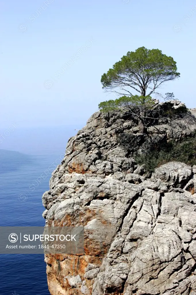 Tree on cliff overlooking sea, Sa Calobra, Majorca, Spain