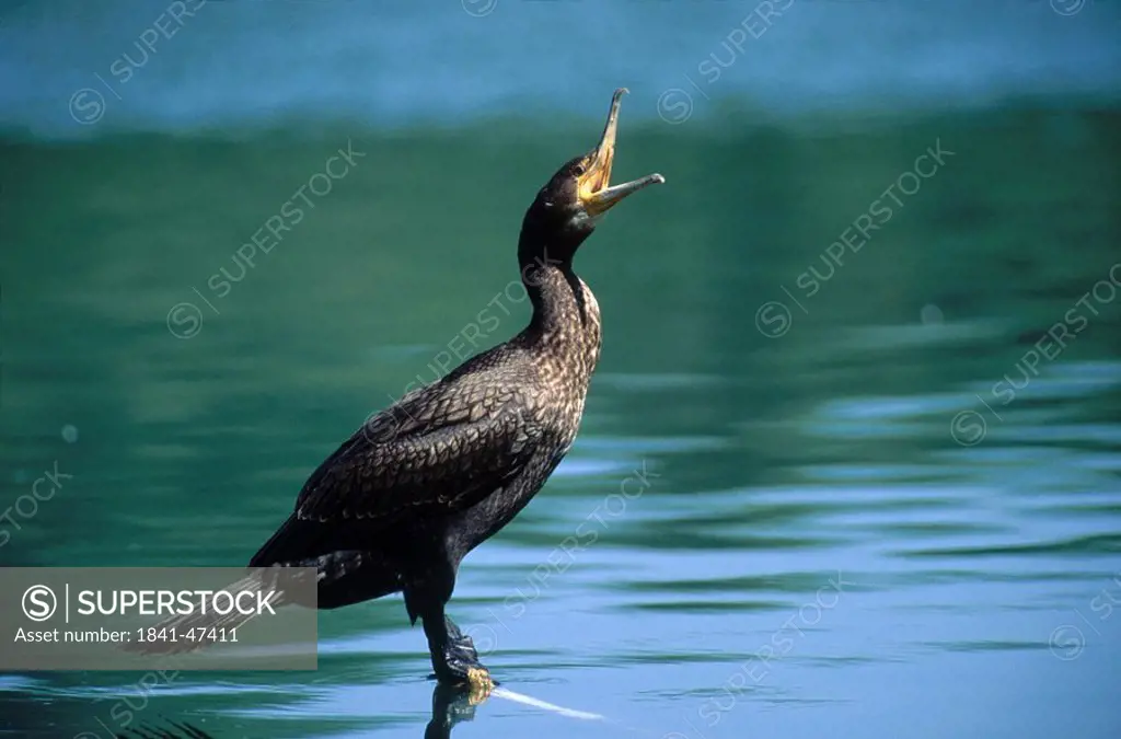 Great Cormorant Phalacrocorax carbo bird in water