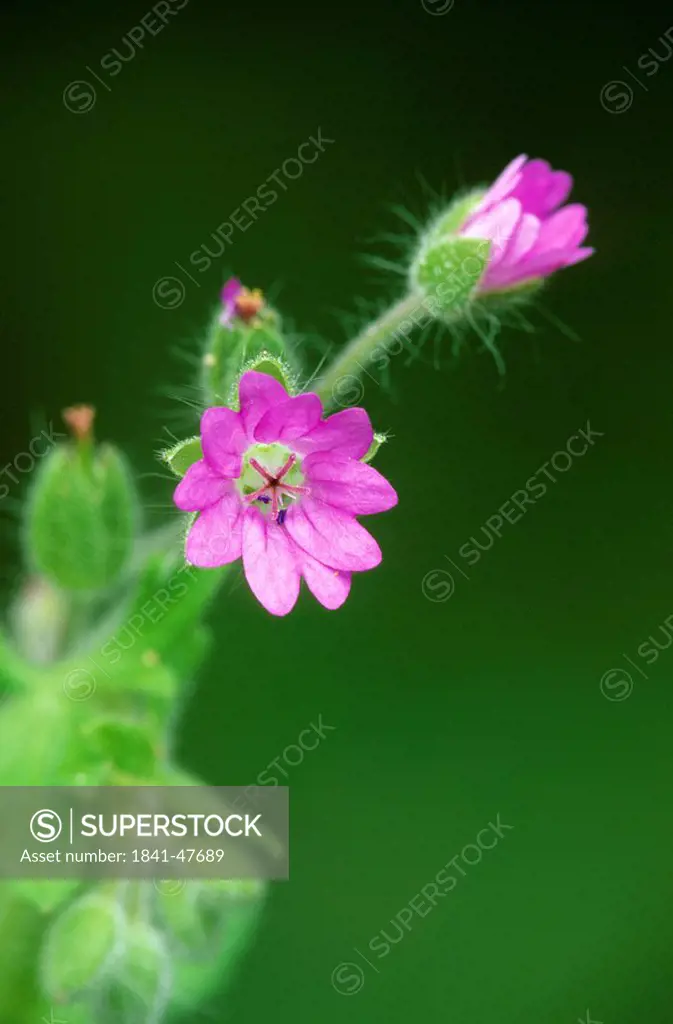 Close_up of blooming flower of Dovesfoot Cranesbill Geranium molle, Schleswig_Holstein, Germany