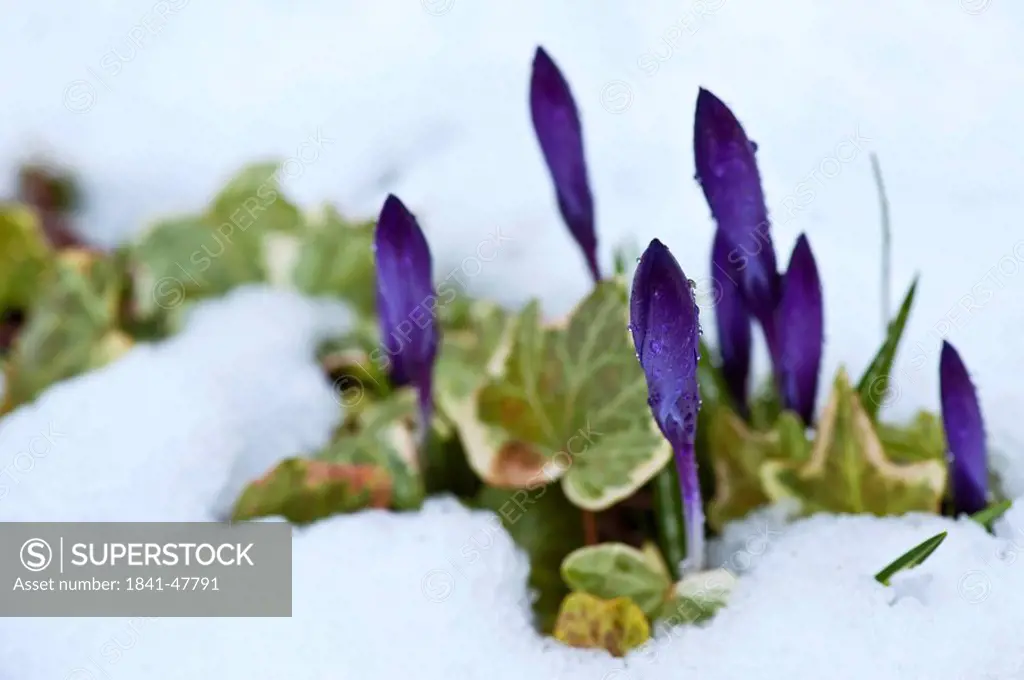 Crocuses covered with snow, close_up