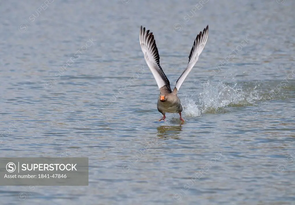 Grey goose Anser anser landing on the water, elevated view