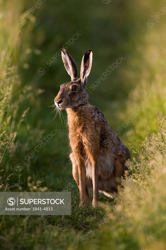 Brown Hare Lepus capensis in field