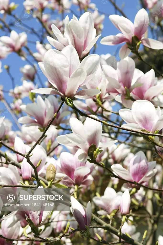 Close_up of blooming flowers of Magnolia
