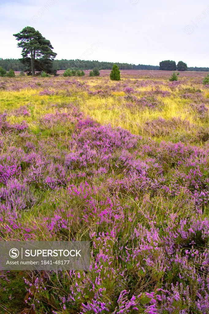 Heath in field, Lueneburg Heath, Lower Saxony, Germany