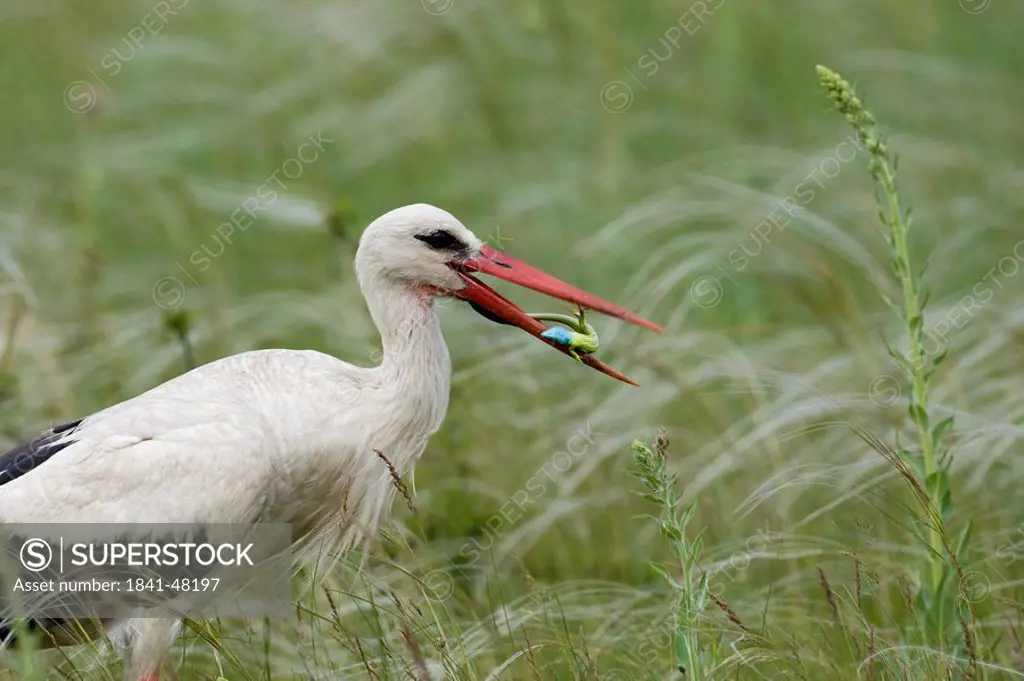 Close_up of White Stork Ciconia ciconia with prey in its beak, Hungary