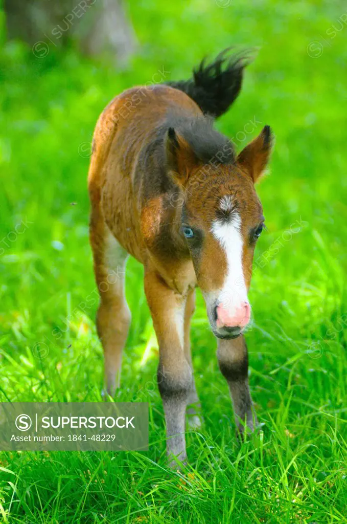 Foal standing in field, Styria, Austria