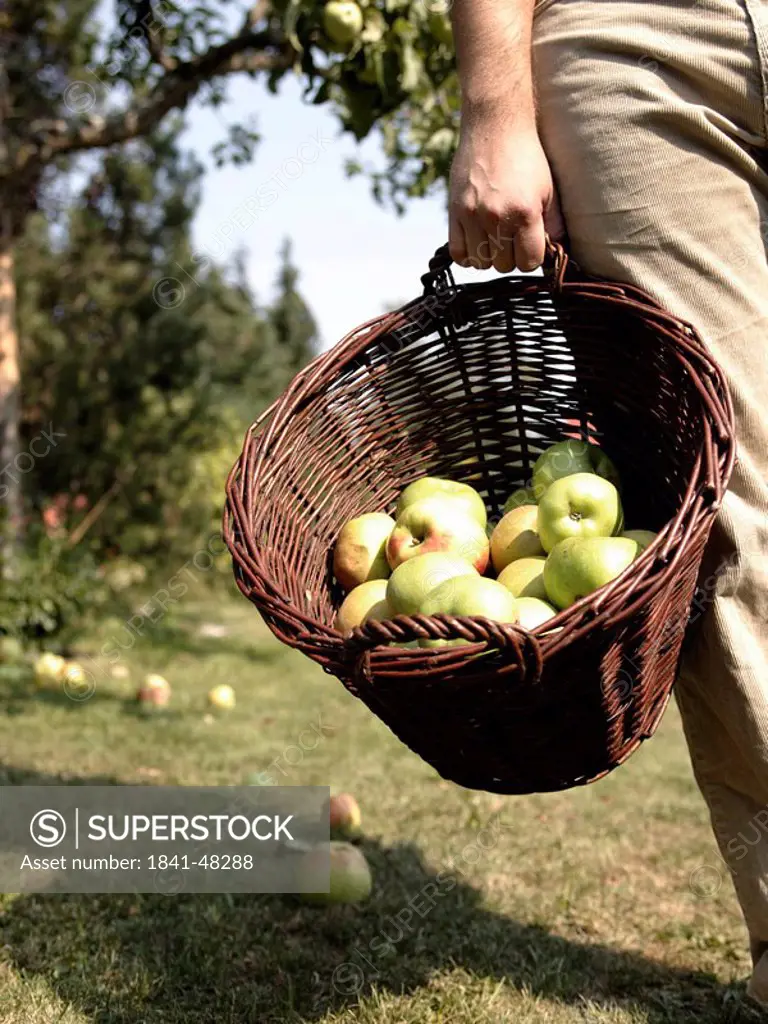 Mid section view of person carrying apple basket