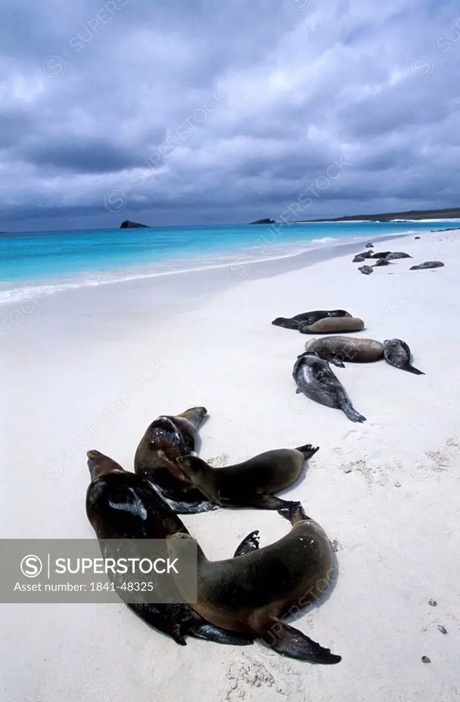 Galapagos sea lions Zalophus californianus wollebaeki on beach, Gardner Bay, Galapagos Islands, Ecuador