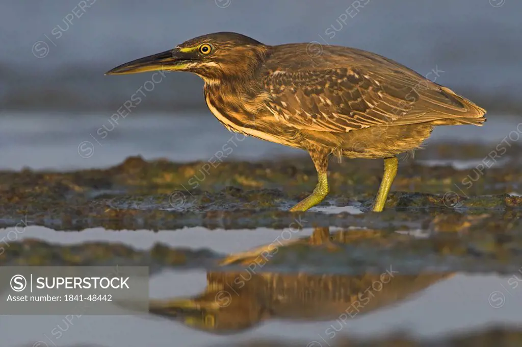 Squacco Heron Ardeola ralloides standing in mud, side view