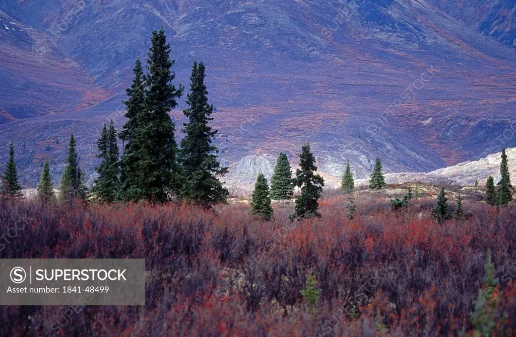 Trees on landscape, Mt Talkeetna, Wrangell, St. Elias, Glenn Highway, Alaska, USA