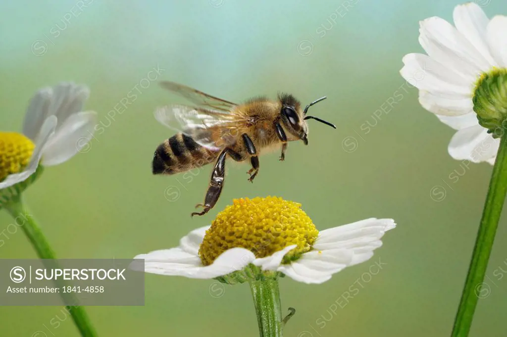 Close_up of African honey bee Apis Mellifera Scutellata flying over flower