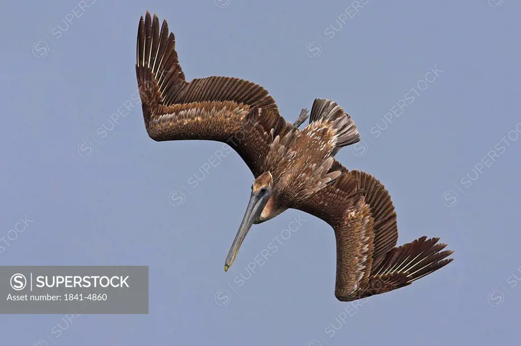 Close_up of Brown Pelican Pelecanus occident in flight
